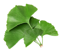 Ginkgo biloba