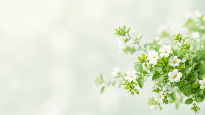 Bacopa Monnieri