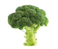 Foundational Support (Calcium • Manganese • Molybdenum)